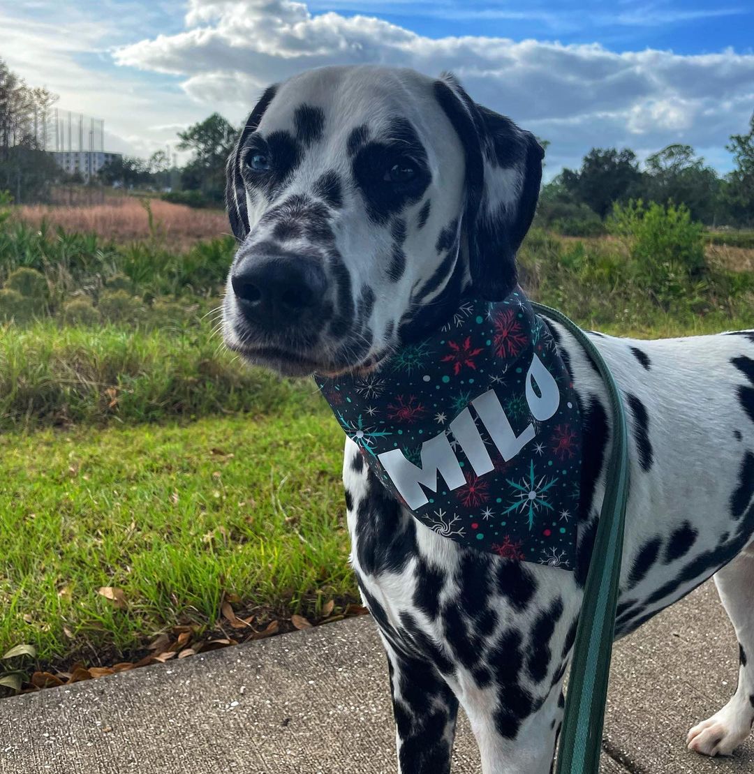 Snowflake Delight Over-the-Collar Bandana