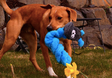 Load image into Gallery viewer, Duraplush Coil Caterpillar Dog Toy