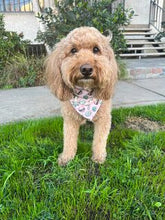 Load image into Gallery viewer, Pretty Yummy Sugar Cookies Over-the-Collar Bandana