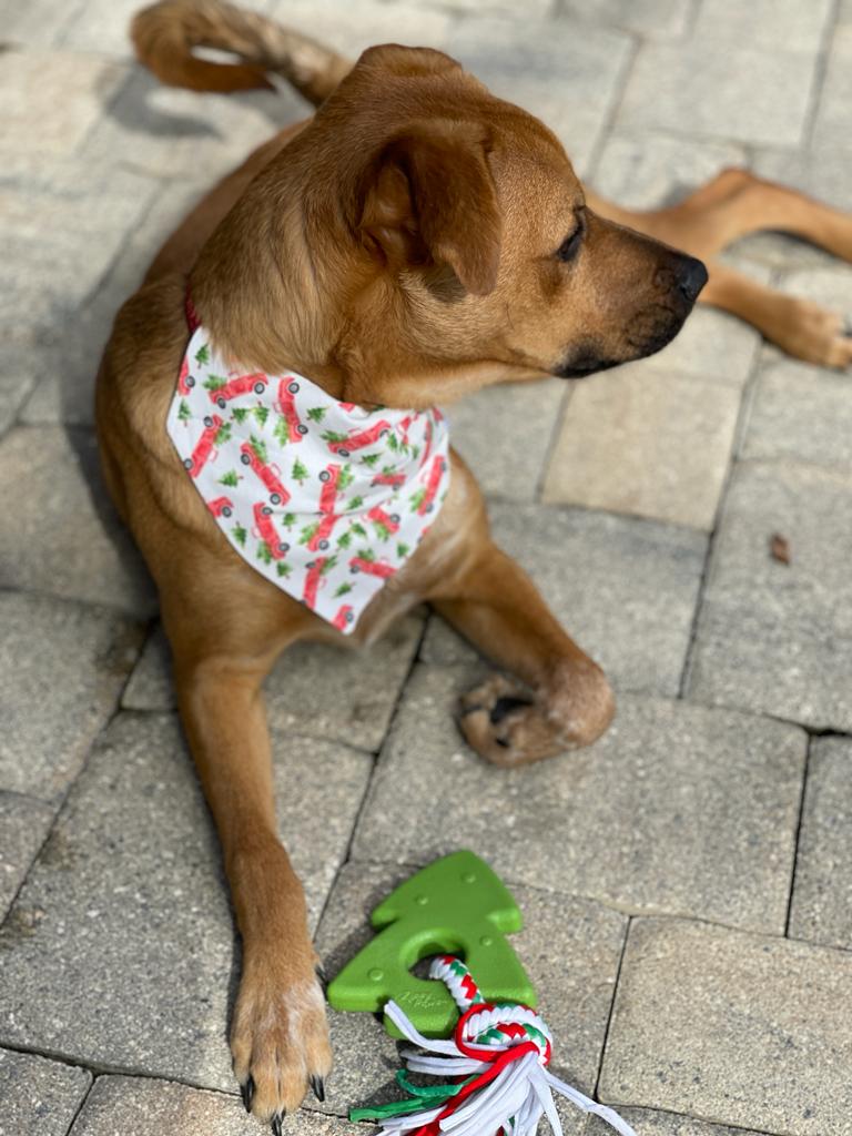 Home For The Holidays Over-the-Collar Bandana