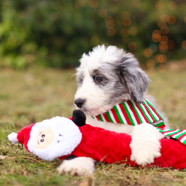 Holiday- Santa