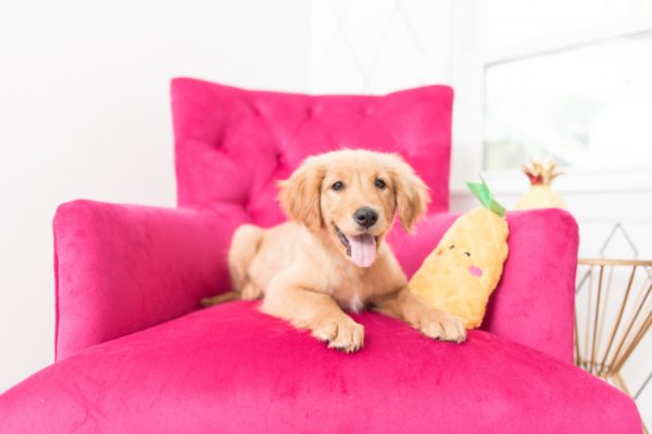 Pineapple Plush