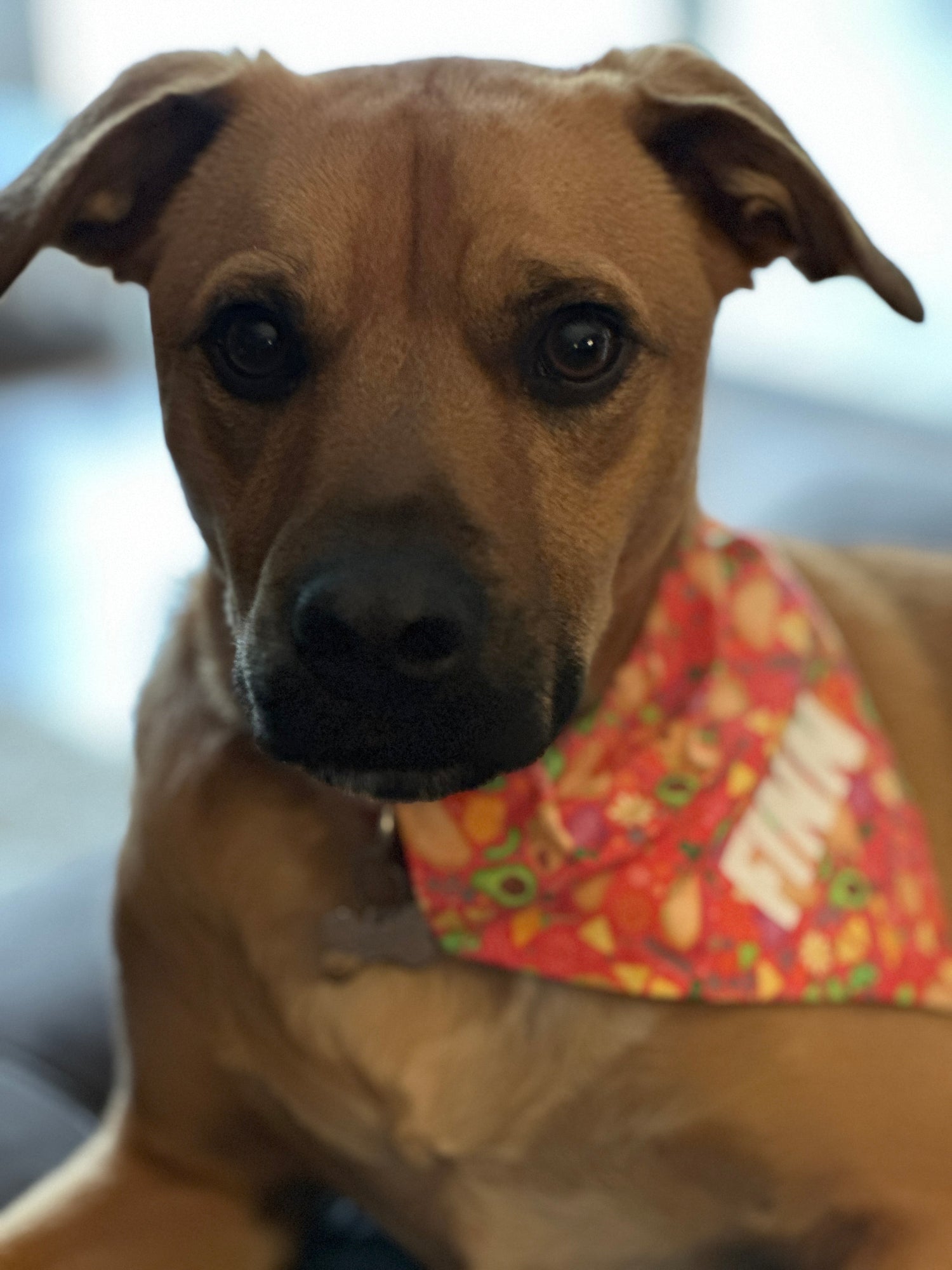 Everyday Bandanas