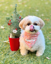 Load image into Gallery viewer, Merry &amp; Bright Christmas Confetti Over-the-Collar Bandana
