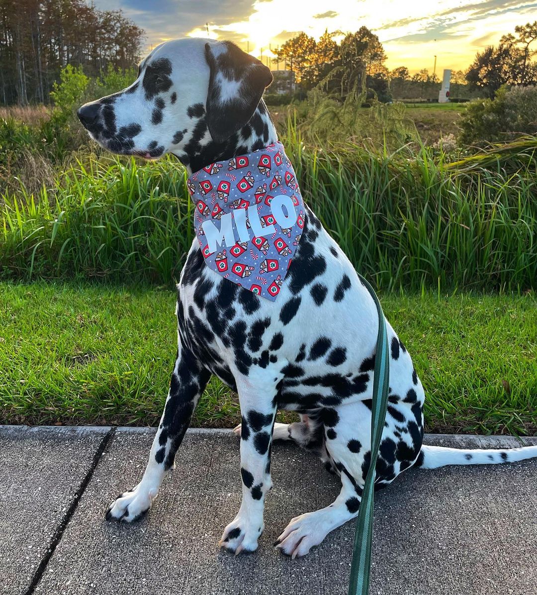 Peppermint Pup Cups Over-the-Collar Bandana