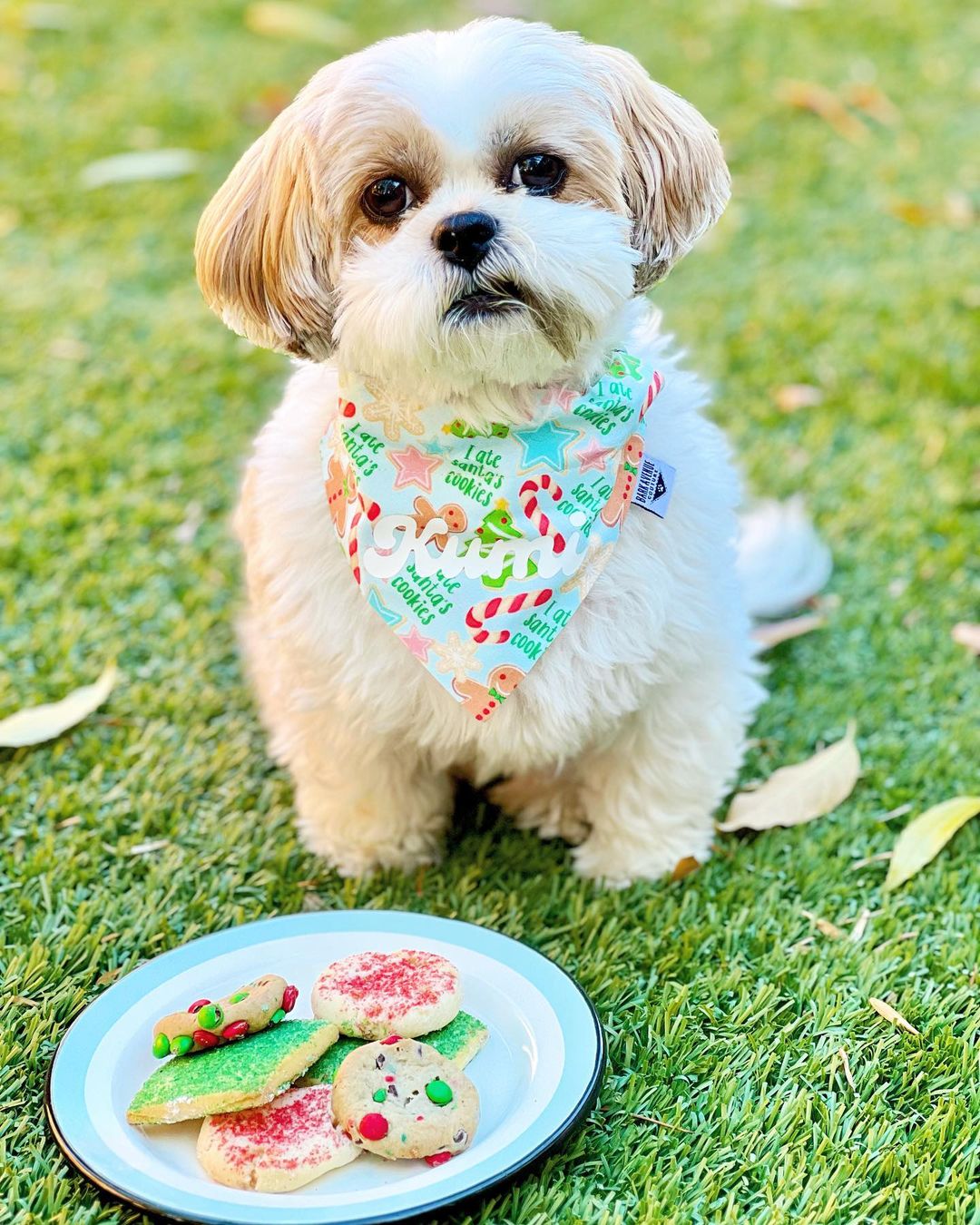 I Ate Santa’s Cookies Over-the-Collar Bandana