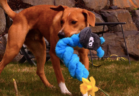 Duraplush Coil Caterpillar Dog Toy