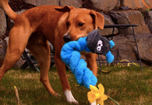 Load image into Gallery viewer, Duraplush Coil Caterpillar Dog Toy
