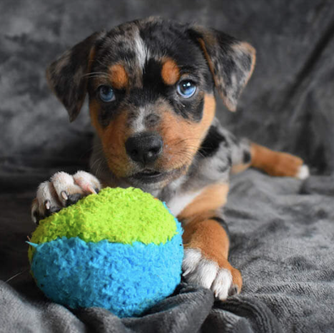Duraplush FuzzBall Dog Toy - Small 5"
