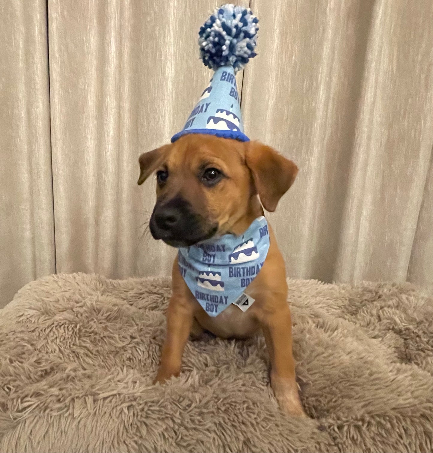 Birthday Boy Over-the-Collar Bandana