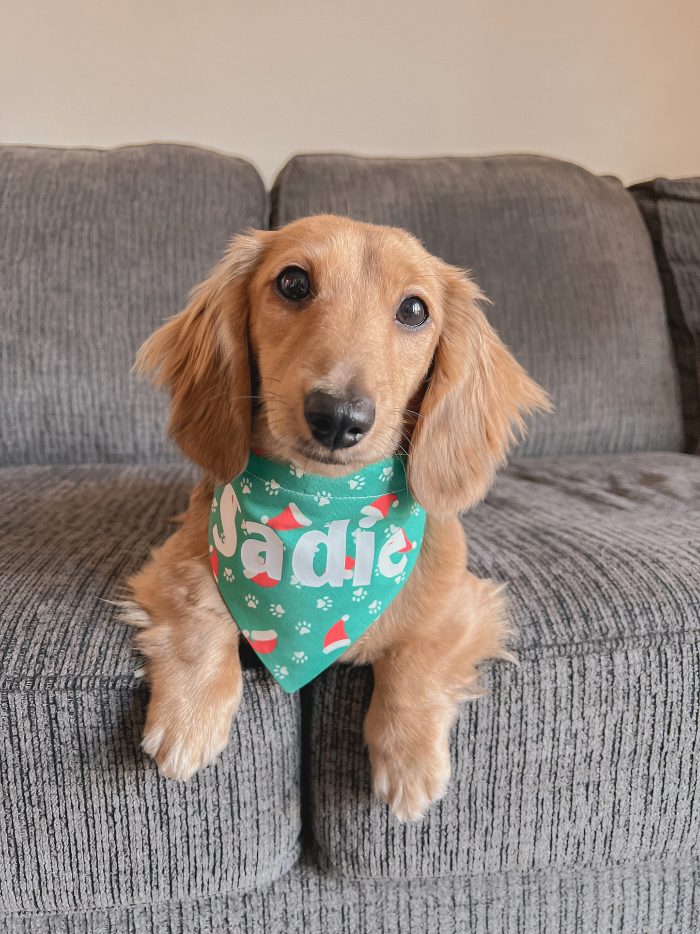 Santa Paws Over-the-Collar Bandana