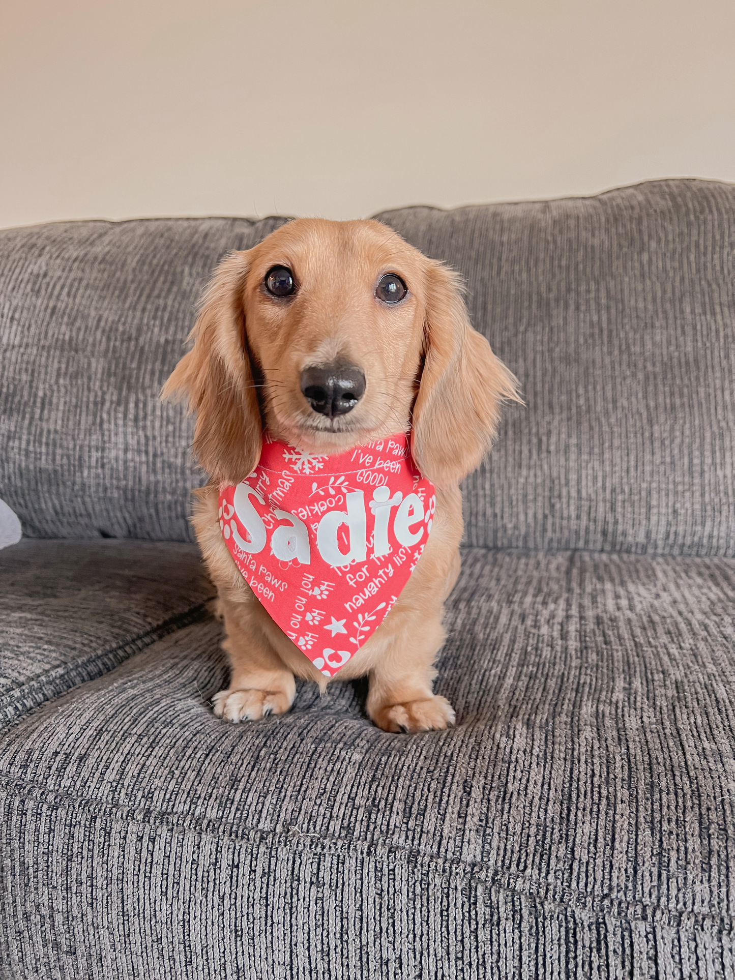Doggies Say What? Over-the-Collar Bandana