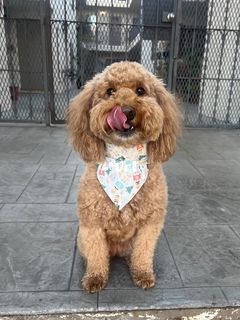 Nutcracker Party Over-the-Collar Bandana
