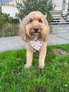 Sugar Cookie Treats Over-the-Collar Bandana