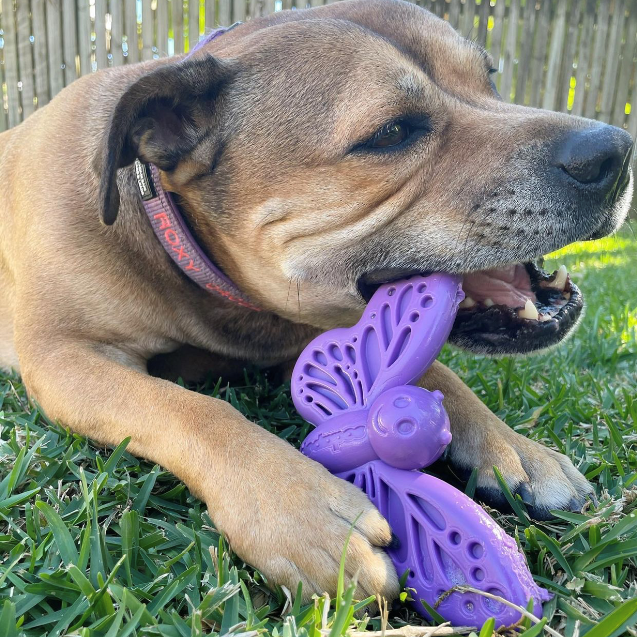 Butterfly Chew and Enrichment Toy - Purple