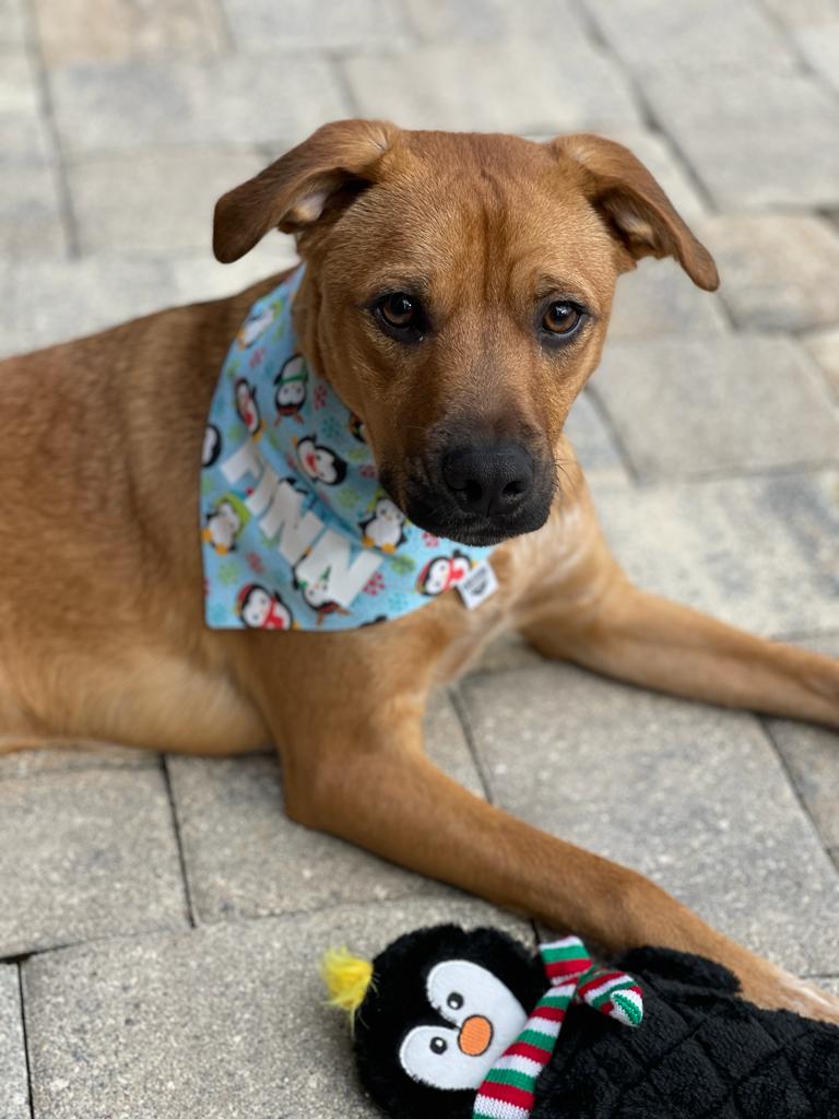 Penguin Parade Over-the-Collar Bandana