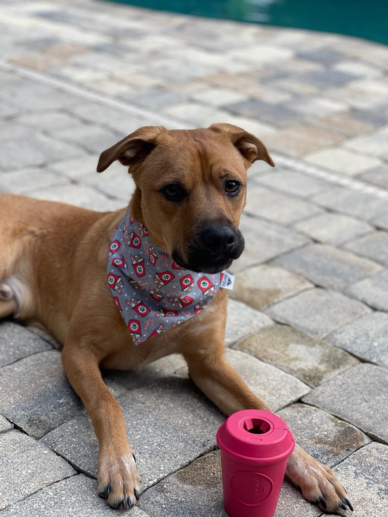 Peppermint Pup Cups Over-the-Collar Bandana