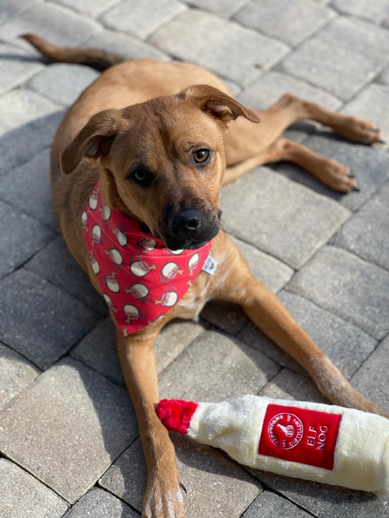 Dog Nog Treats Over-the-Collar Bandana