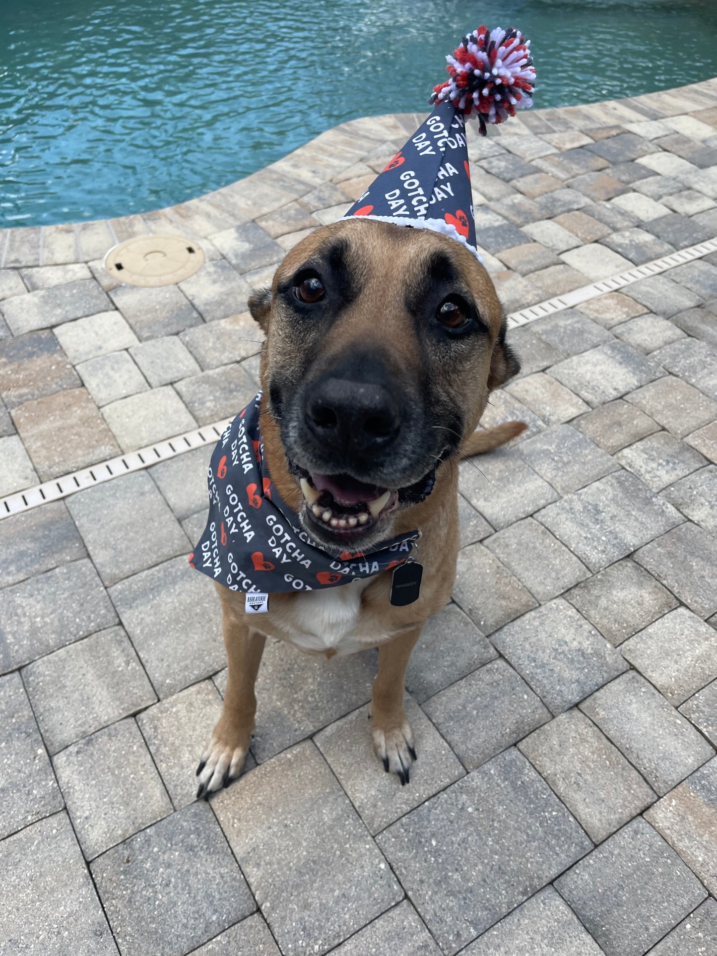 Gotcha Day Over-the-Collar Bandana
